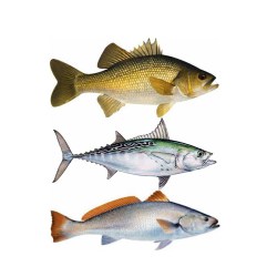 Bill-Mar-Fish-Decals9